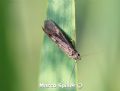 Hydropsyche sp.